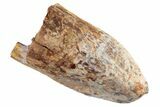 Serrated, Fossil Phytosaur (Redondasaurus) Tooth - New Mexico #192564-1